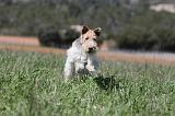 FOX TERRIER 188